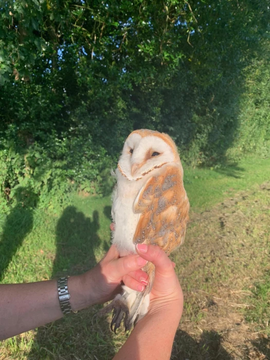 2024 barn owl chicks