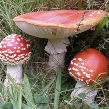 8ea99bb8f51d42ffa66fc8c72bee8170