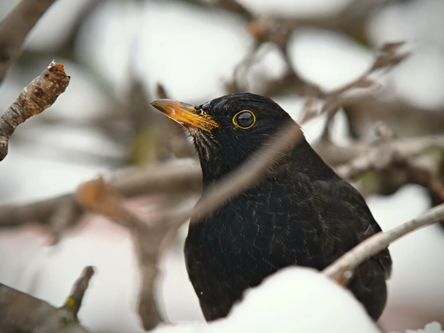 a blackbird perched on snowcovered tree branches in a winter setting displaying its bright yellow beak