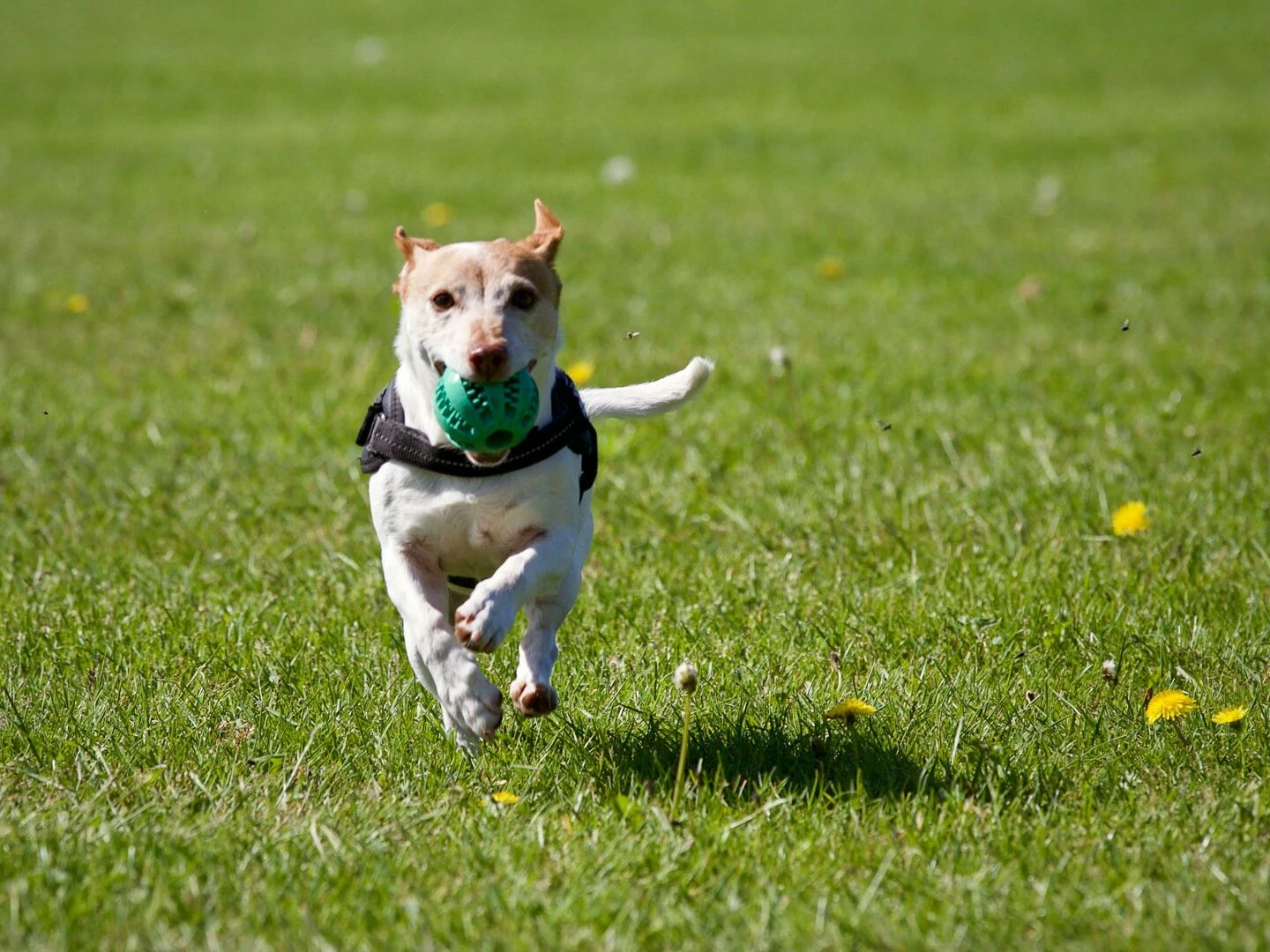 a cute dog joyfully running with a ball in a grassy field exuding playful energy