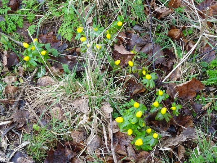 aconites  snakemoor jan 2018