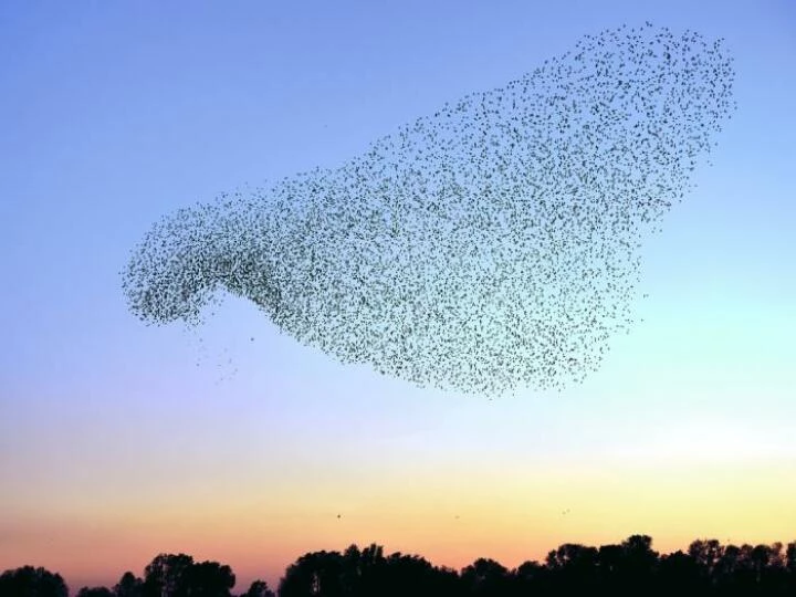 amurmurationofstarlings2