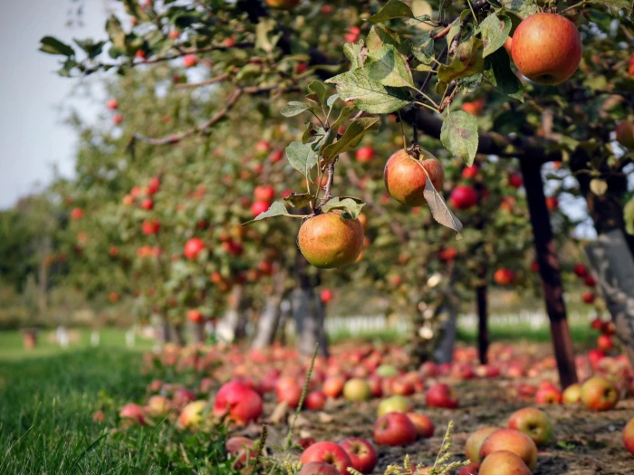 apple orchard