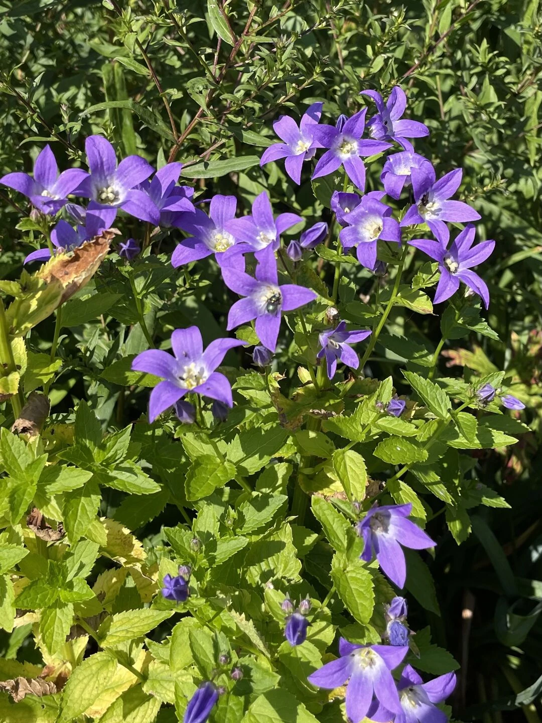 august25 garden