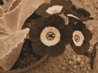 auricula sepia