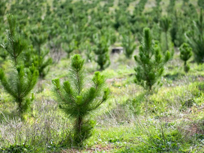 baby woodland