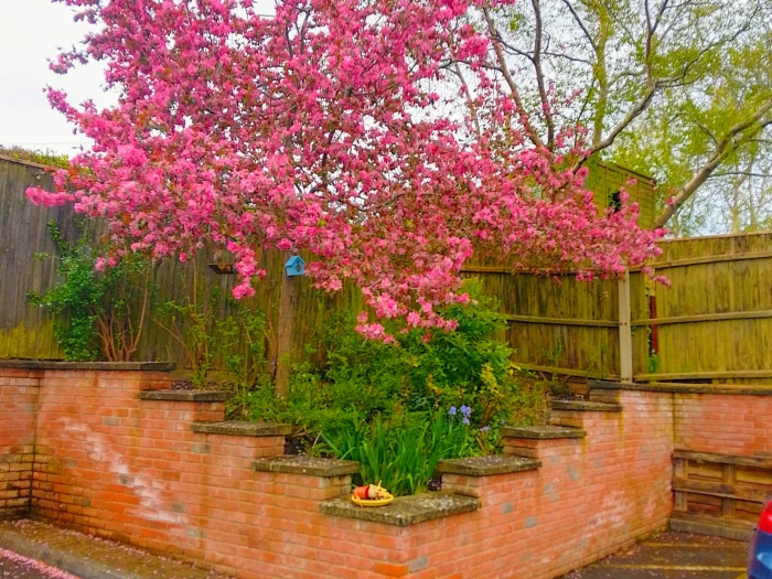 back garden april 2024