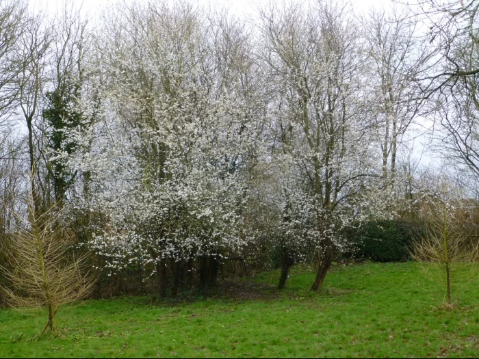 backthorn blossom 1