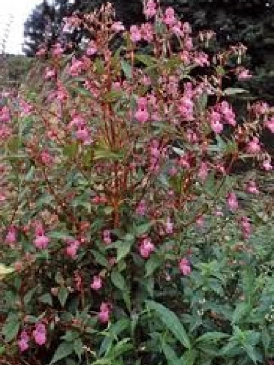 balsam