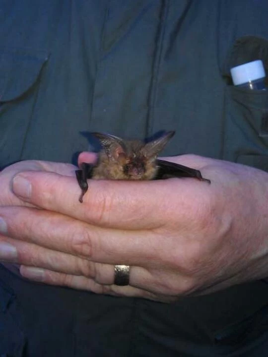 bat