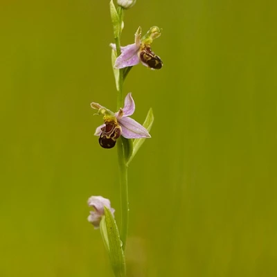beeorchid
