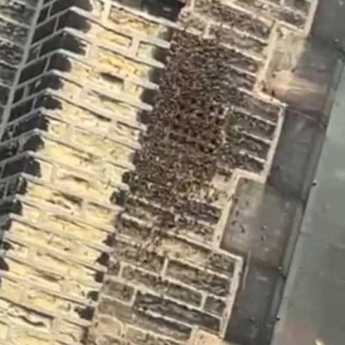 bees 2