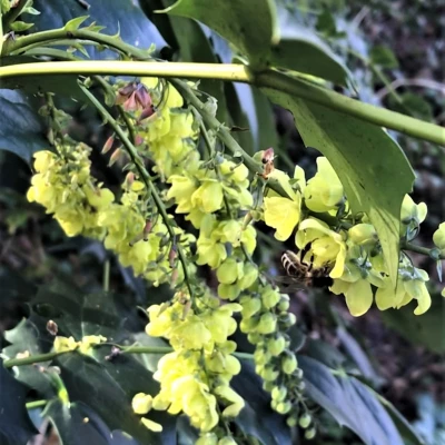 bees 4