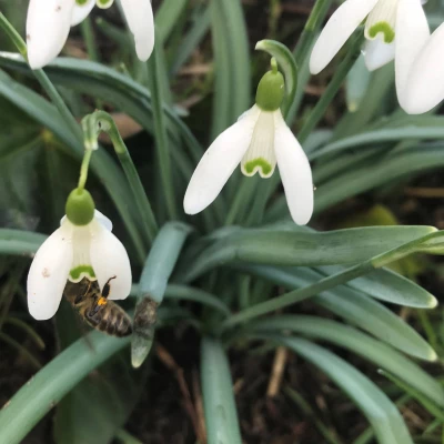 bees 6
