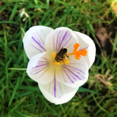bees 7
