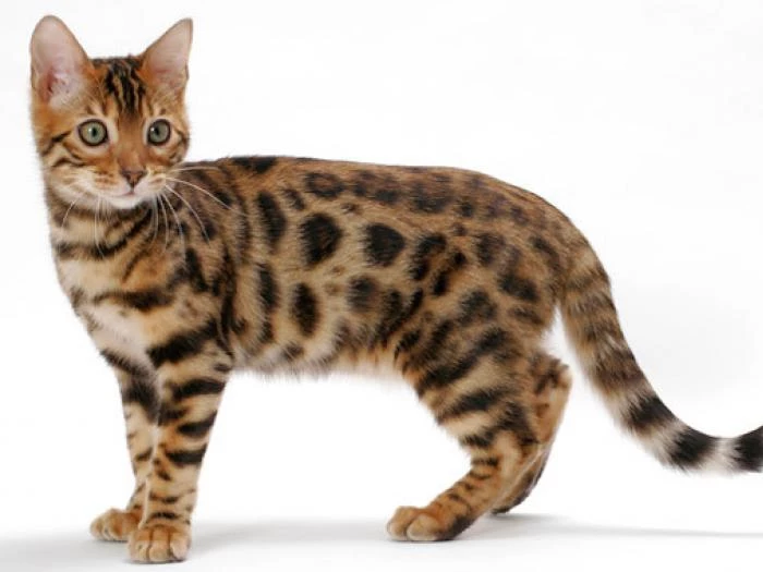 bengal cat