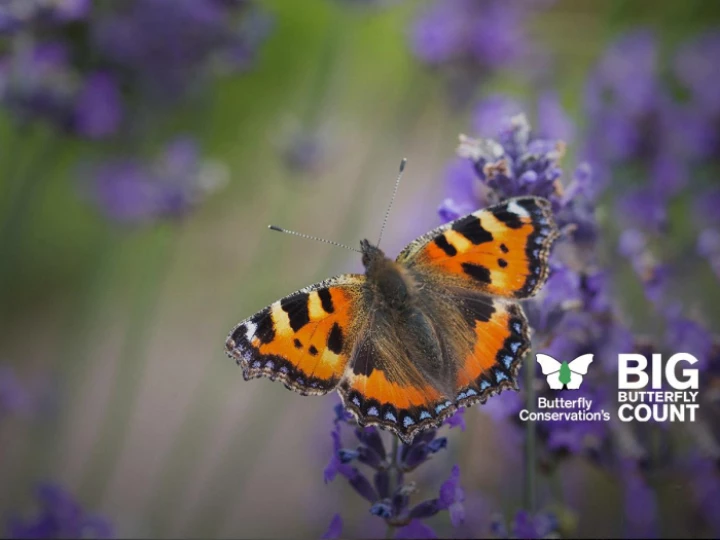 bigbutterflycount20230