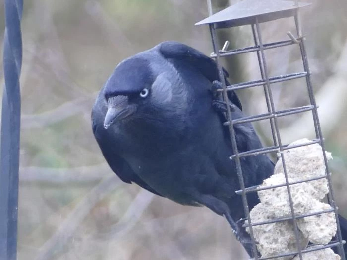 birds in garden2