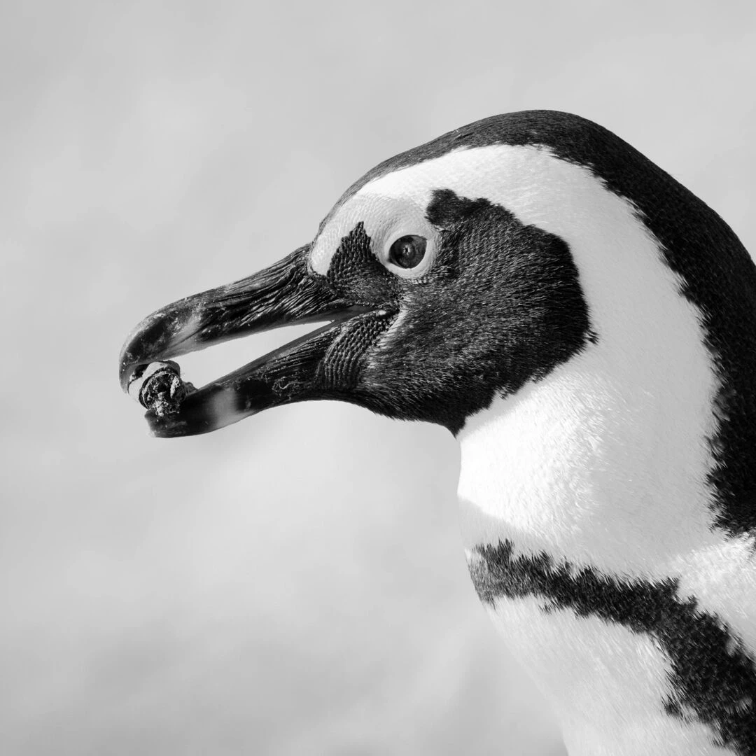 black and white photo of penguin