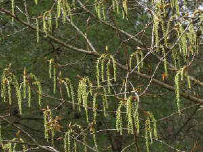 black poplar female catkins