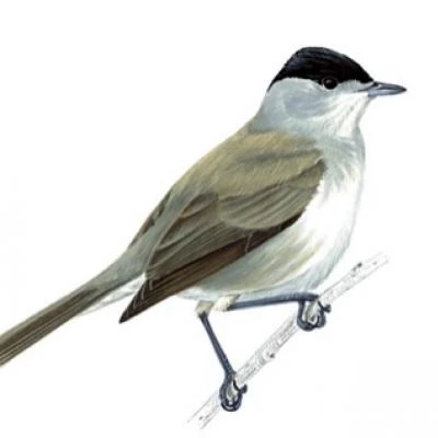 blackcap bird