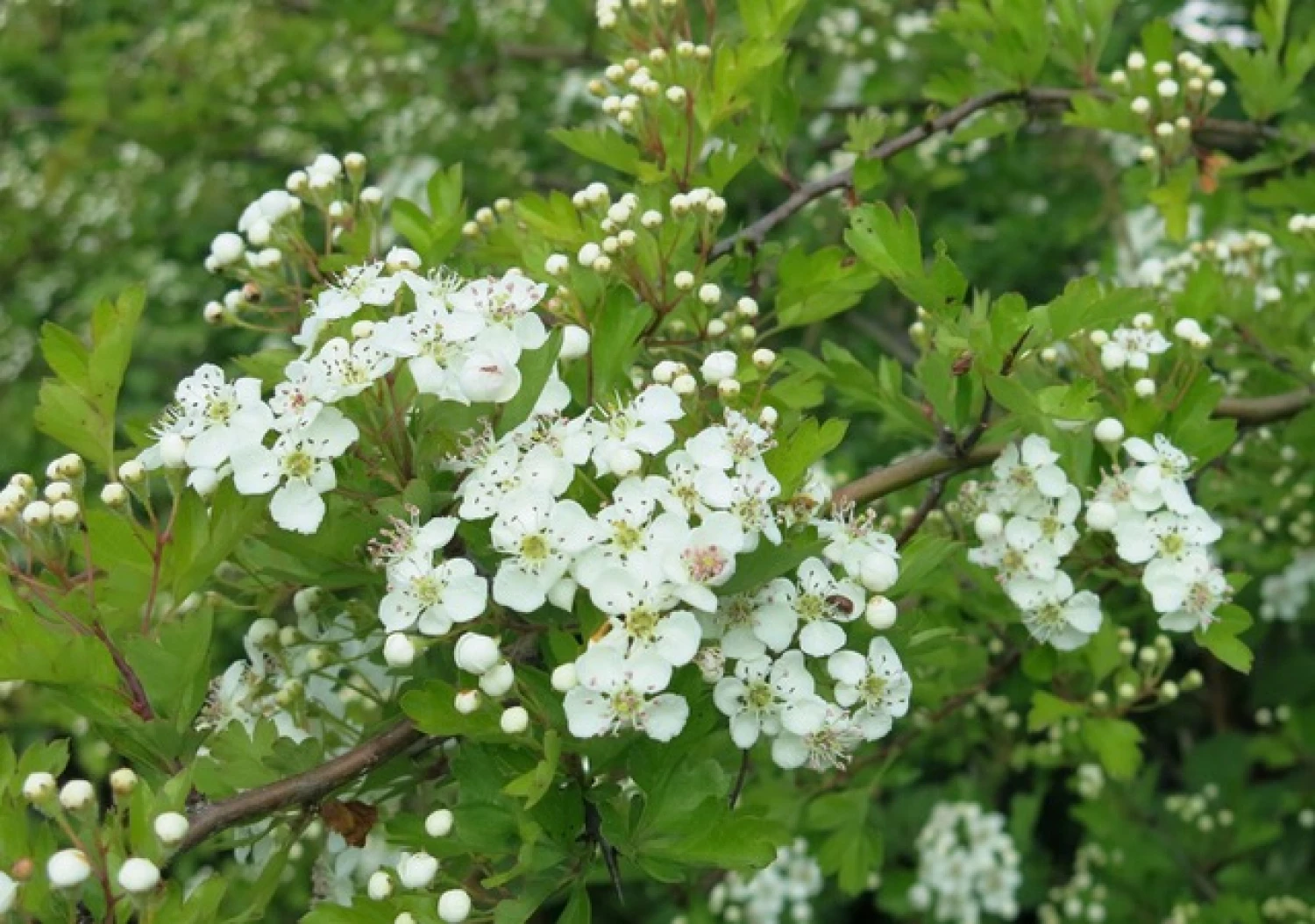 blossom in the woodlands