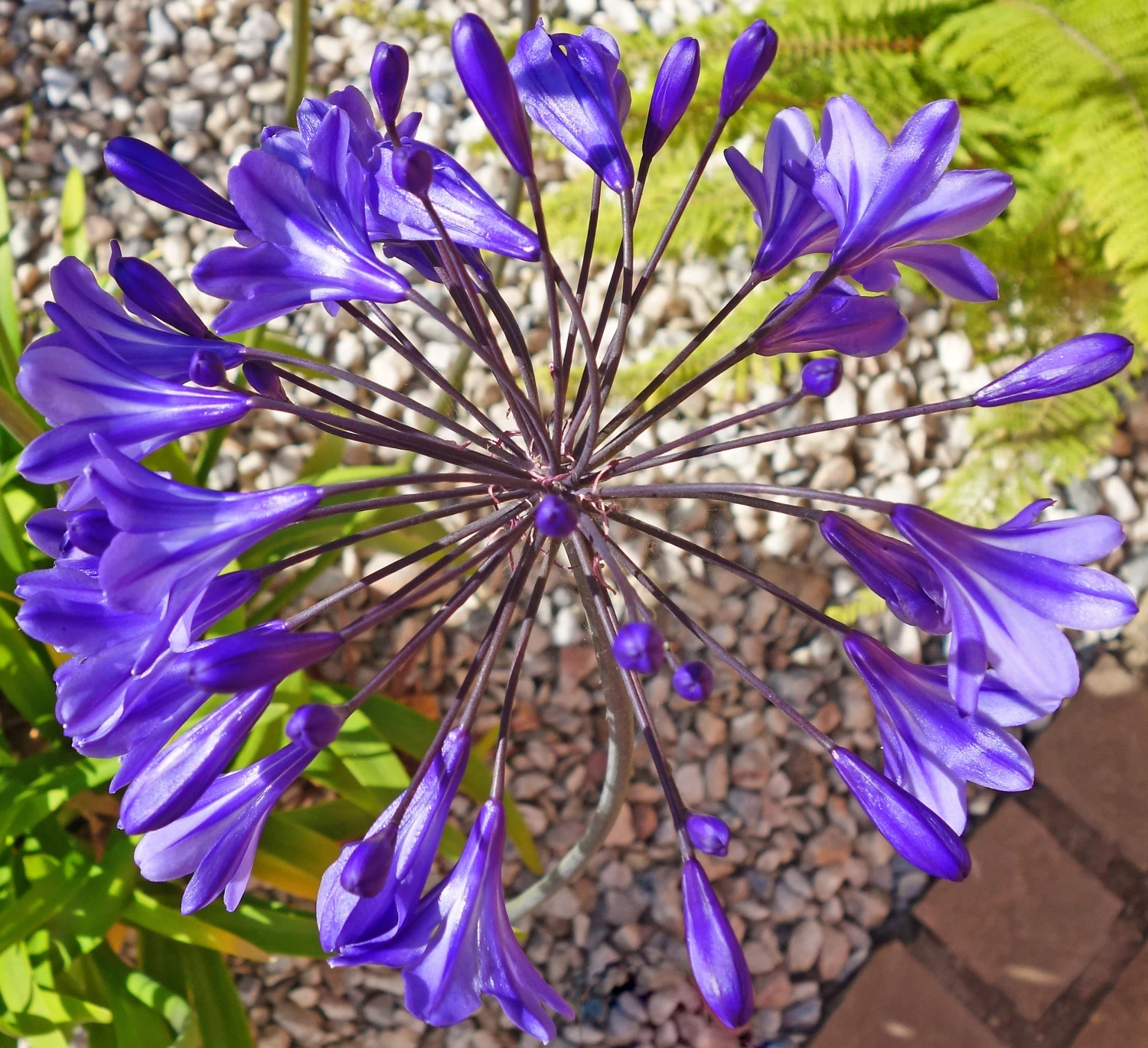 blue starrs01373