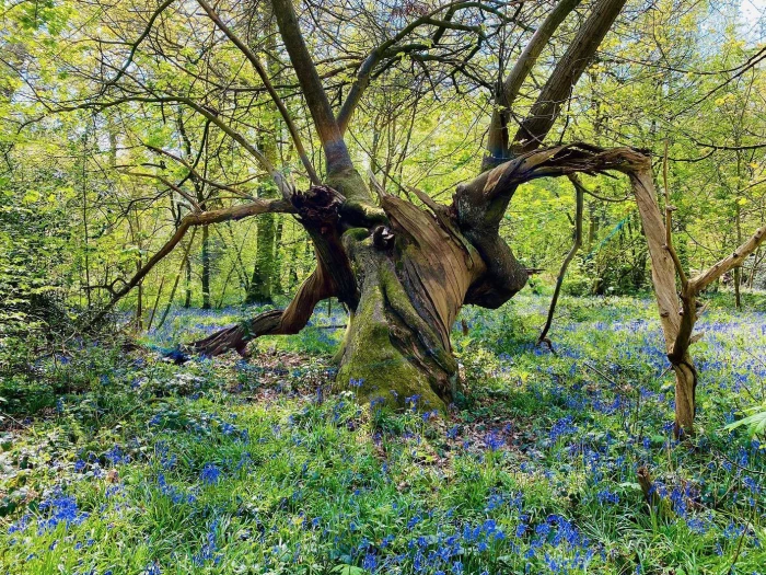 bluebell walk