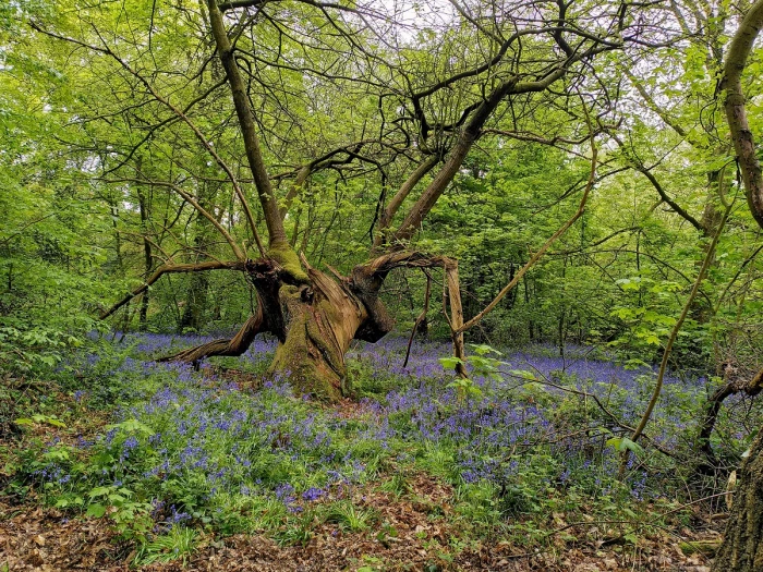 bluebells 1