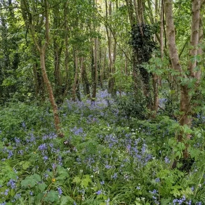 bluebells in grogans walk