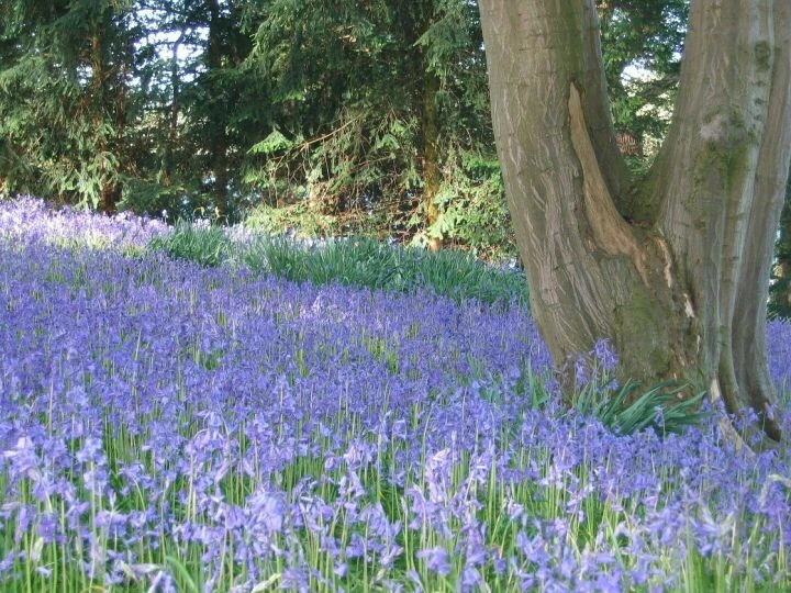 bluebells