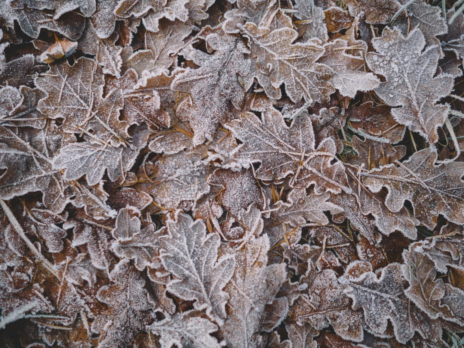 Frosty Leaves