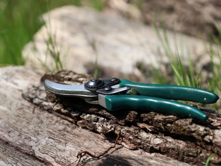 Shears, scissors, nature