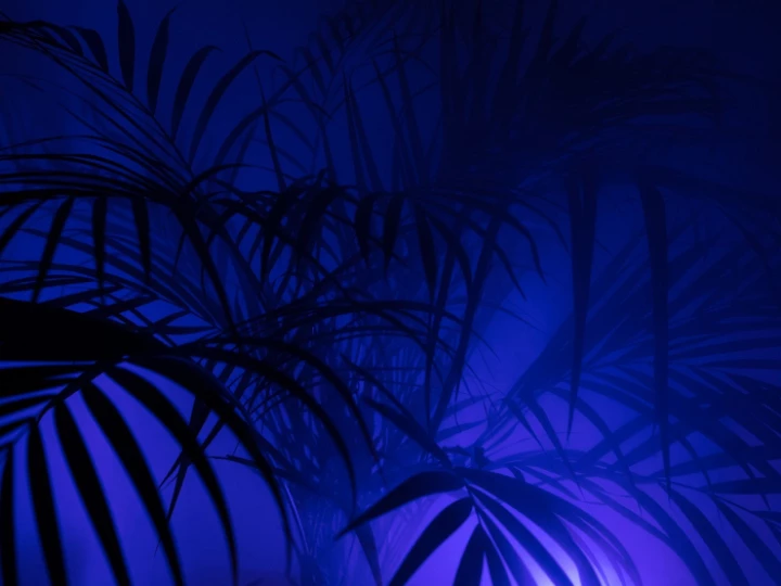 Palm tree, diffuse, hd wallpaper