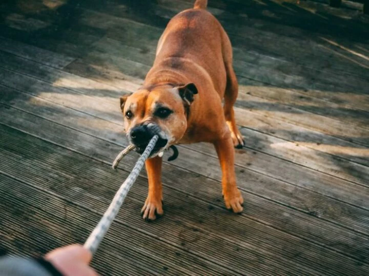 Brown Dog Biting A Rope