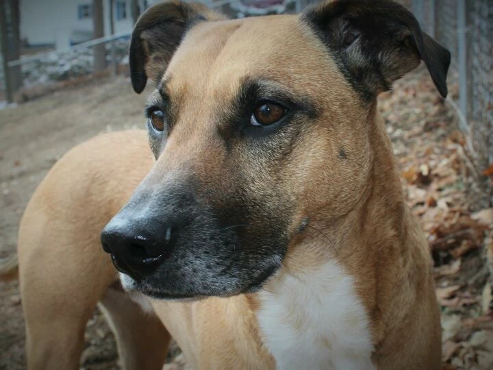 A brown dog stands outdoors, gazing intently to the side.