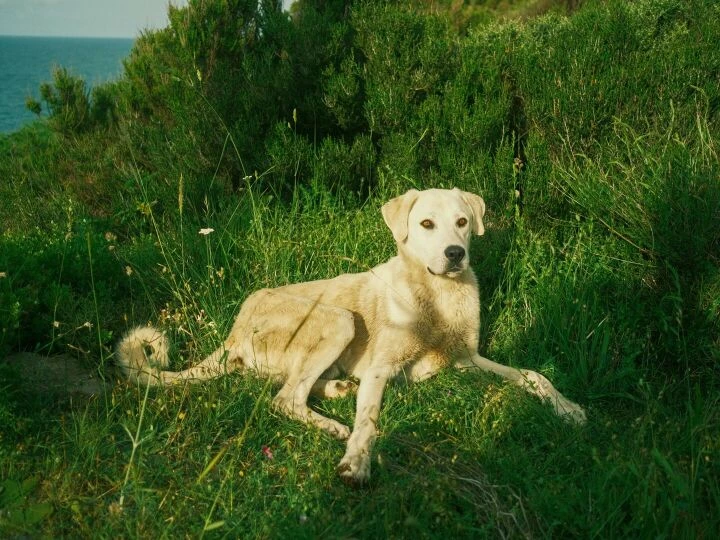 Calm dog resting on lush green foliage with a sea view in Kumköy, İstanbul.