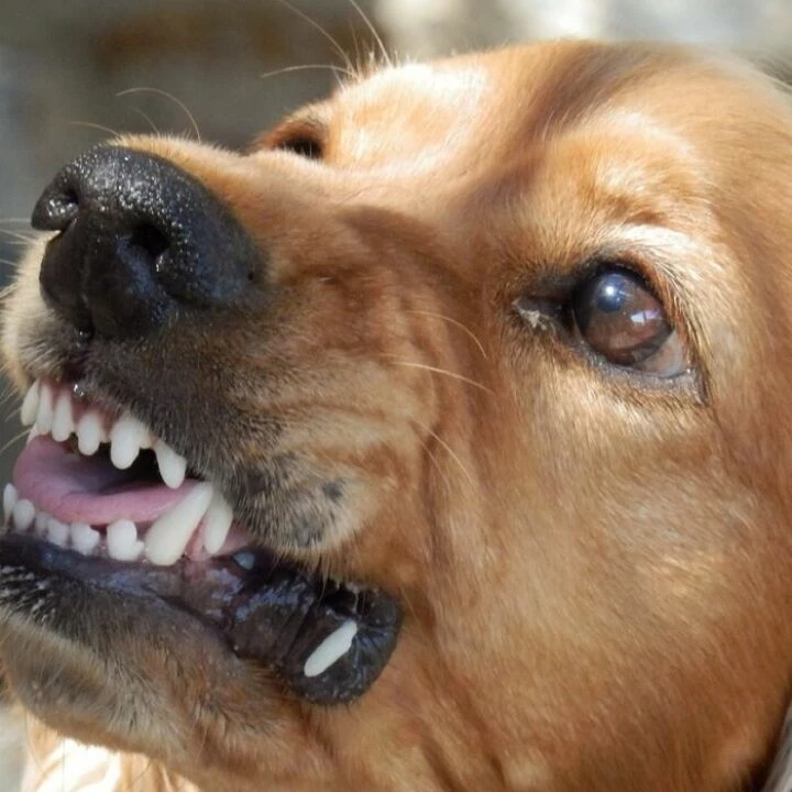 Dog, angry dog, aggressive