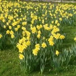 Village Daffodils