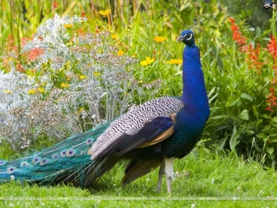 peacocks-4e