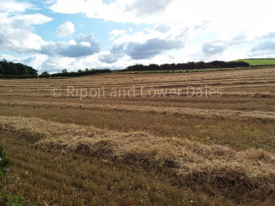 Barley field harvested