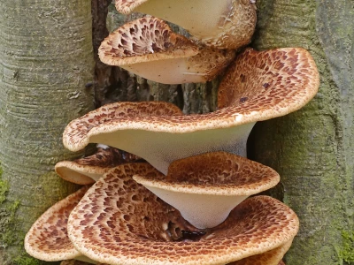 Fantastic fungus