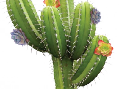 Just a cactus Thumb
