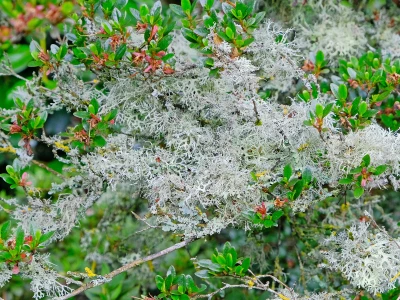 rr Luscious Lichens F3733-B