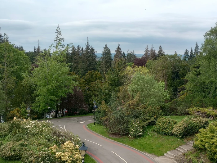 Trees – View From a Window