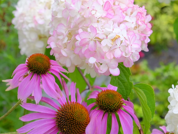 RR Echinacea + Hydrangea_f5015