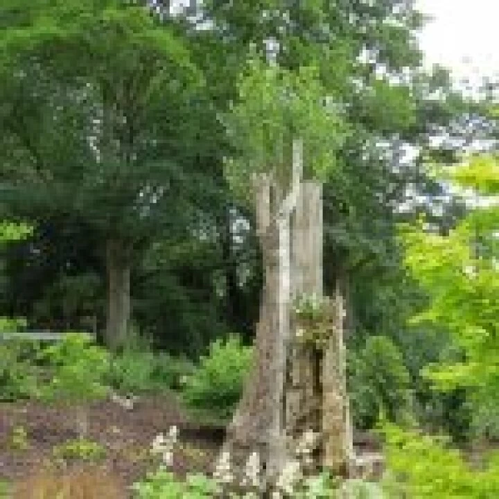 Ness Gardens jpg31