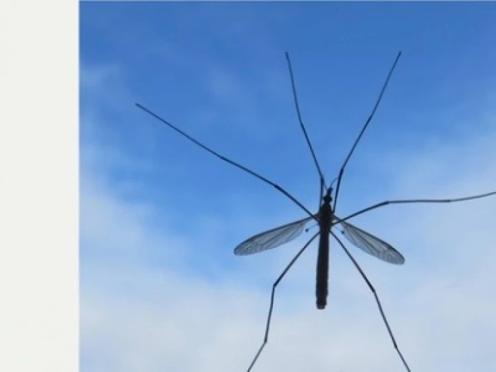 Daddy long legs