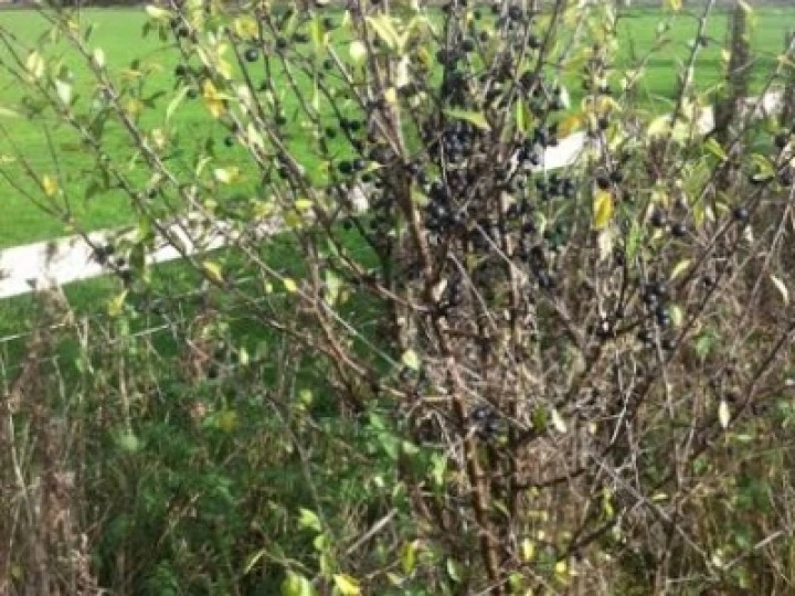 Sloes