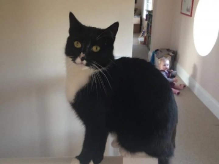 bebe